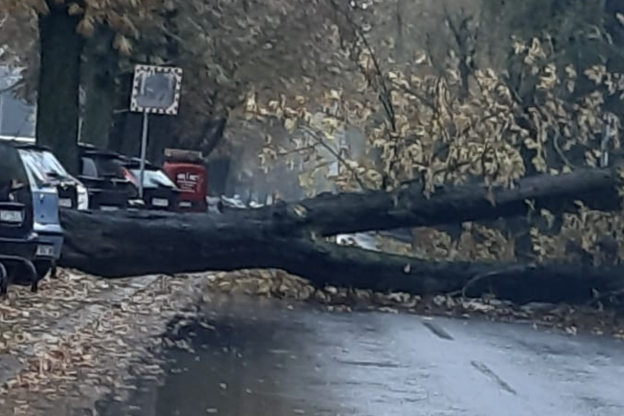 Palo drvo na Medveščaku