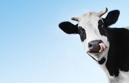 Bum-bum krave: Zbog njihova izmeta eksplodirala je štala...