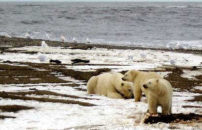 Među polarnim medvjedima sve više kanibalizma - krivi su ljudi