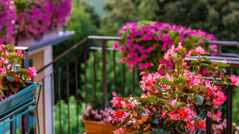 FOTO Za balkon kao iz časopisa: 20 vrsta cvijeća za 'wow' efekt