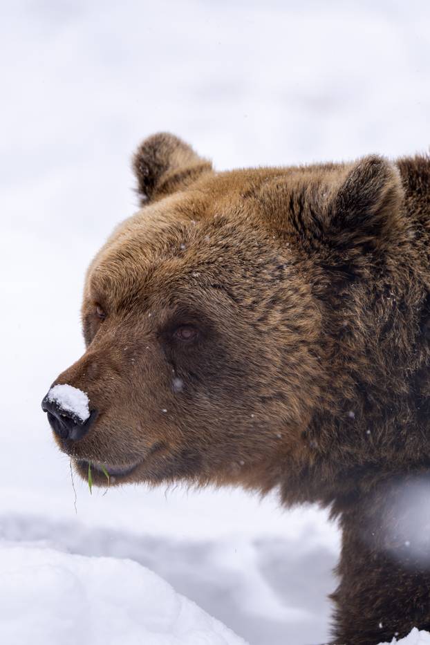 Medvjedi u Kuterevu uživaju u snijegu, zimski san još će malo pričekati