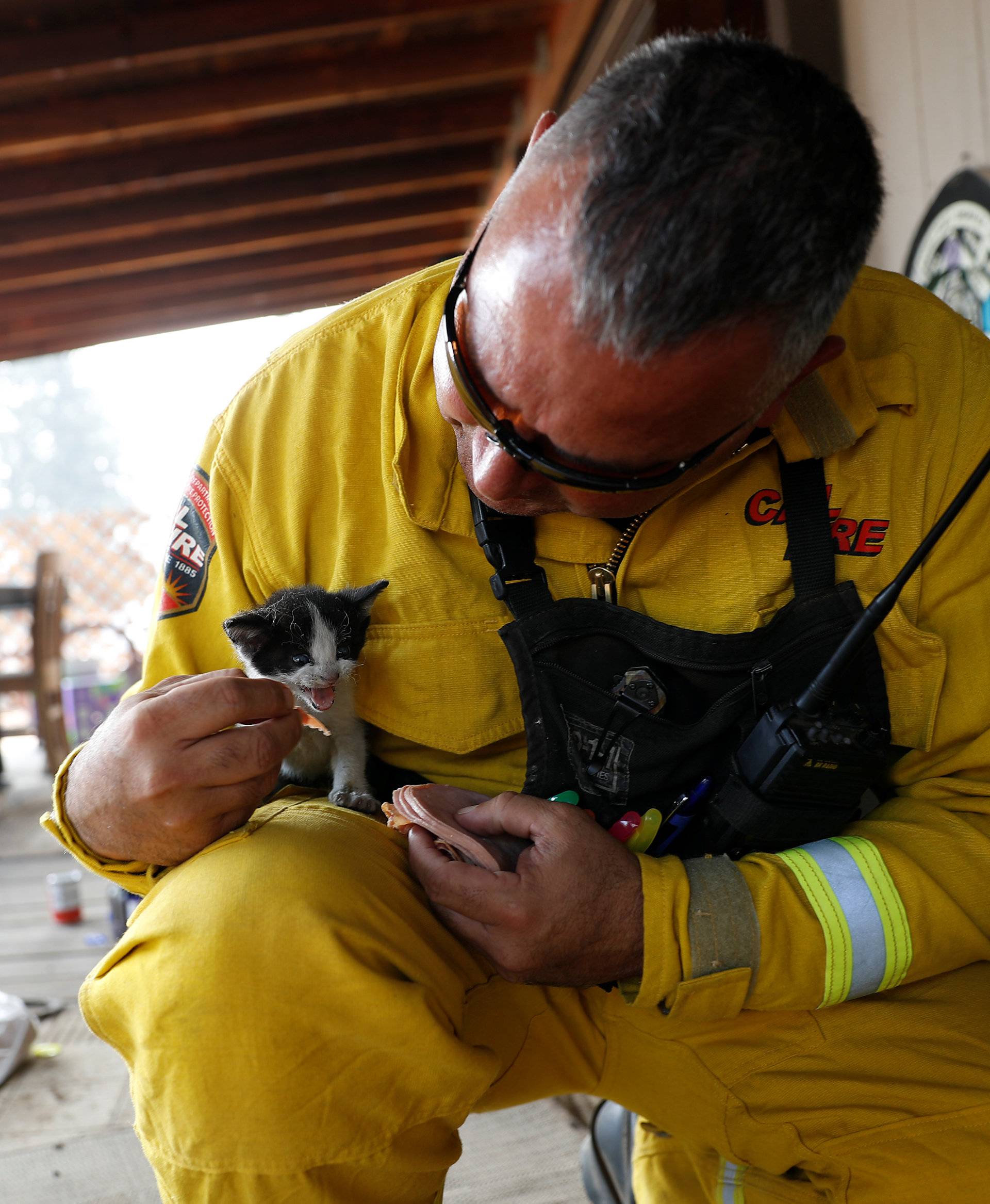 Cal Fire San Mateo-Santa Cruz Battalion Chief Aldo Gonzales feeds an injured kitten at a home while battling the Clayton Fire at Lower Lake in California