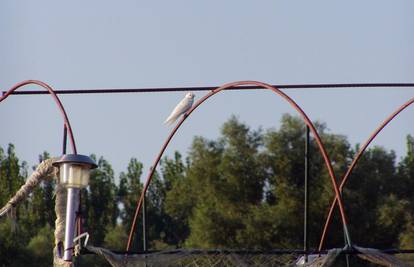 Zalutala je u Osijek: Albino lastavica letjela kod Drave