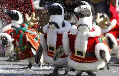 Južnokorejci pingvine obukli u kostime Djeda Božićnjaka 