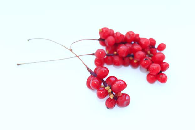 branch of red ripe schisandra isolated