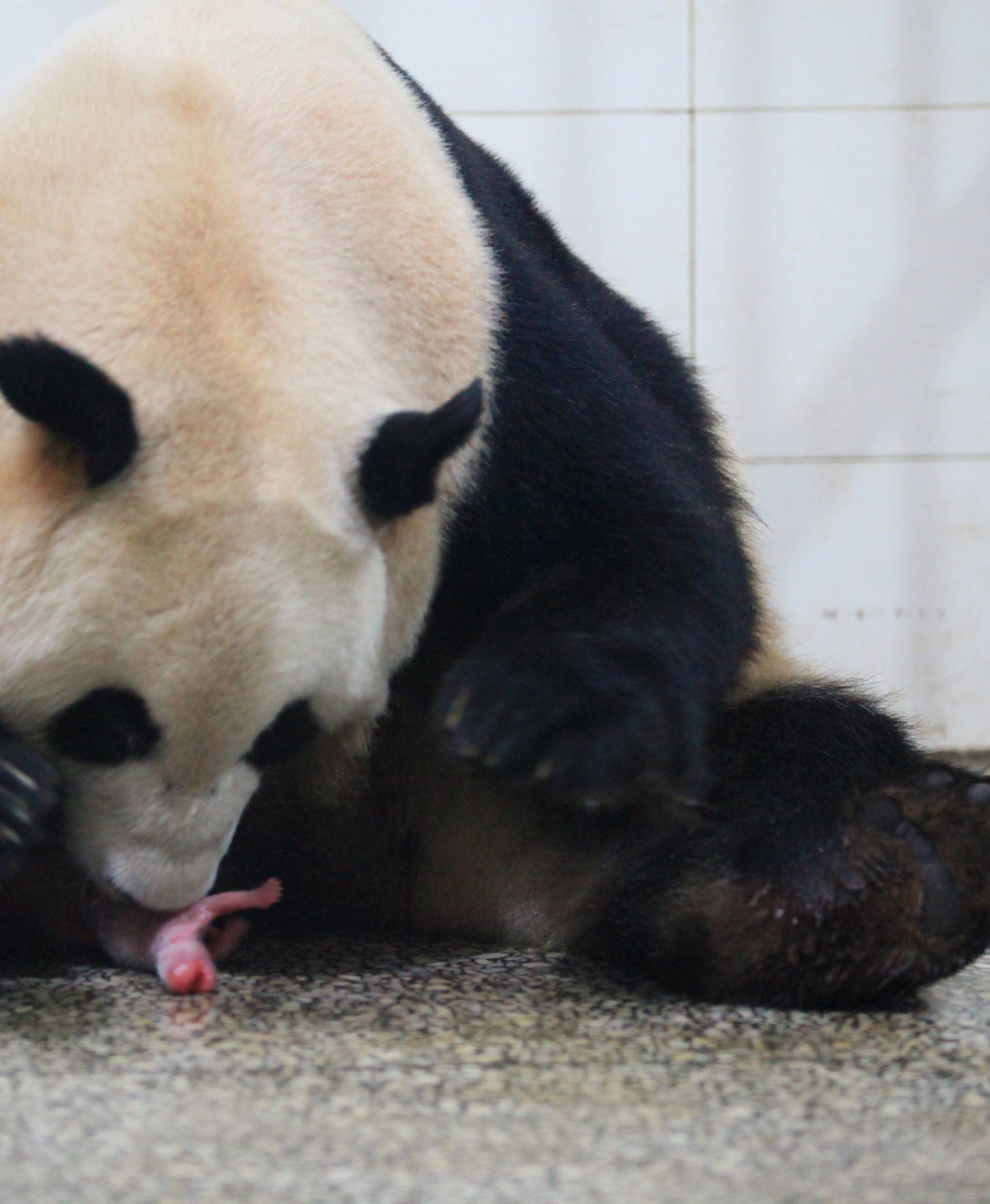 A giant panda mother touches a cub after she gave birth to the twin giant panda cubs in Ya'an