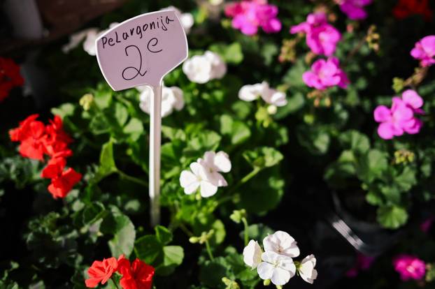 24sata Zagreb: Ponuda cvijeća na Dolcu 