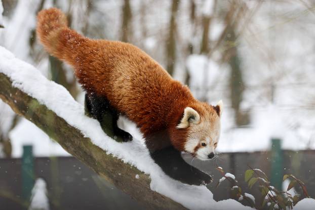Zagreb: Snježno prijepodne u zoološkom vrtu