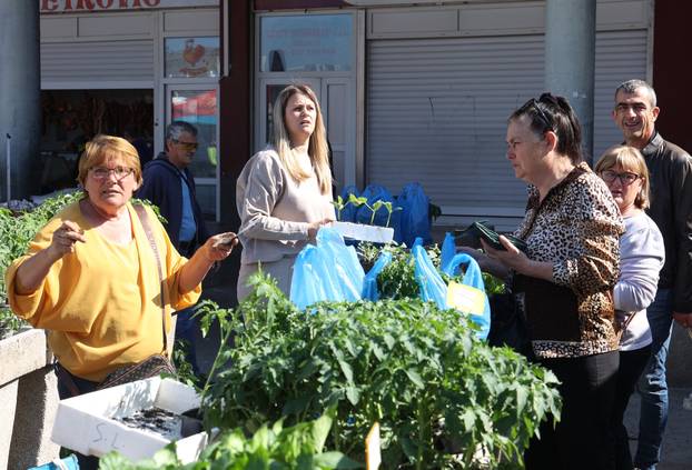 Šibenik: Bogata ponuda sadnica raznog povr?a