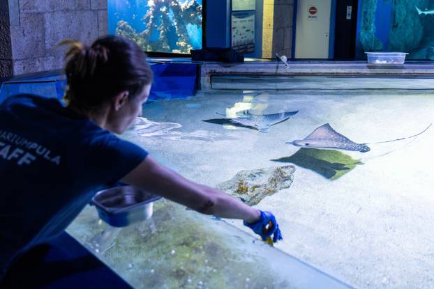 Pula: Novopristigle vrste raža Pjegavi golub u Pulskom akvariju