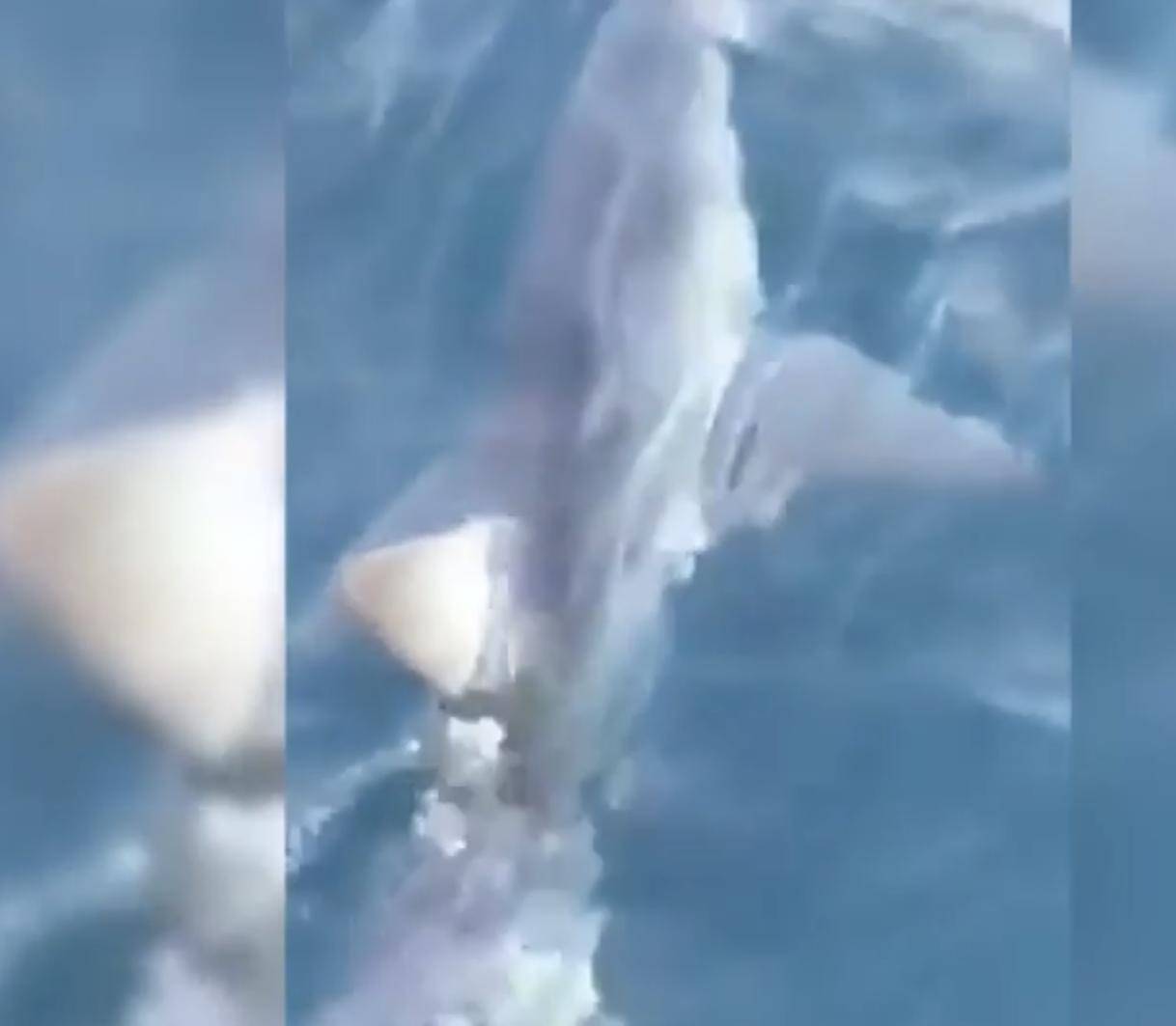 Kod Makarske snimili morskog psa kojeg tu nije bilo 40 godina