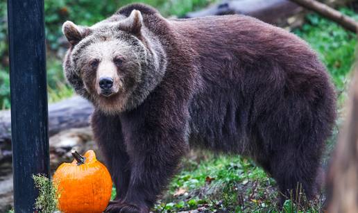 FOTO Preslatki prizori! U Zoo Vrtu podijelili bundeve