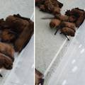 Šišmiši upali u zagrebačku bolnicu, pronašli ih dvadeset