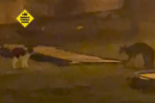 &Scaron;ORA S MORA Zaka&ccaron;ili se lisica i ma&ccaron;ka u Puli: 'Mo&zcaron;da je pojede'