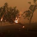 Znanstvenici: Australija treba zaštitu, požari će biti sve veći