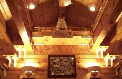 20 godina je uređivao kuću da bude savršena za mačke