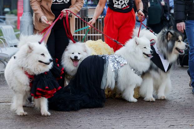 Dogs are seen upon arrival on the first day of Crufts dog show in Birmingham