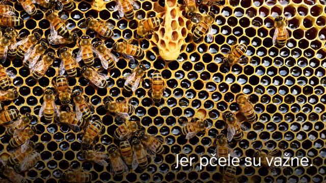 Kako zuje pčele u Hrvatskoj?