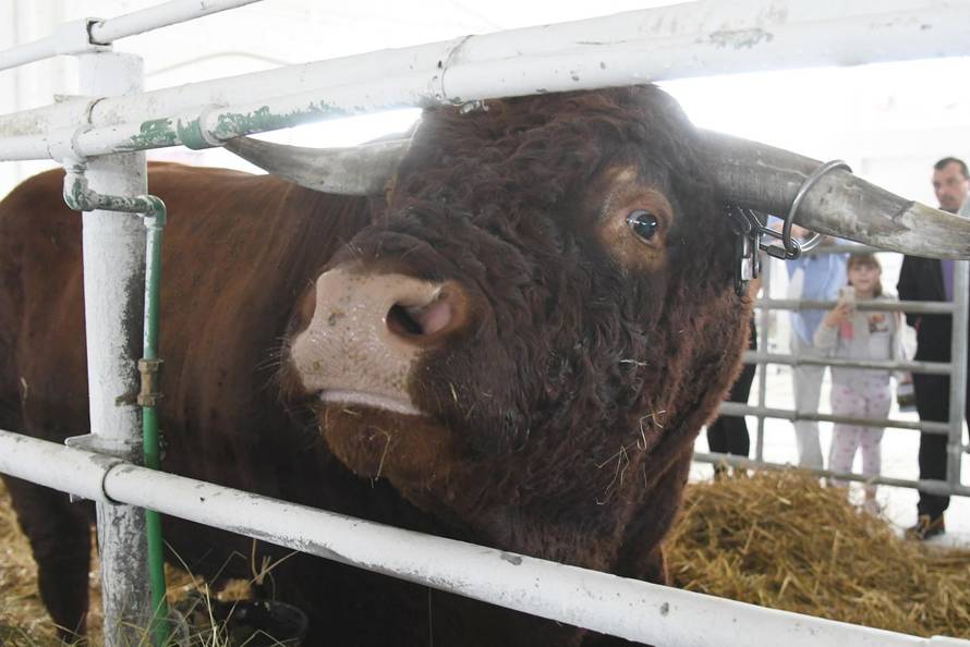 Gudovac: Bik Ogulin teži čak 1.196 kilograma