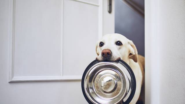 Dog waiting for feeding