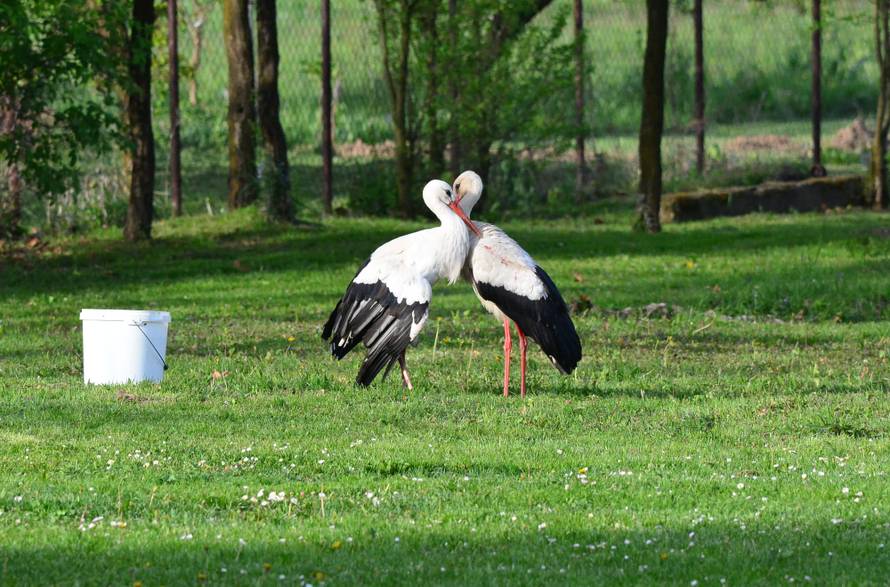 Amerikanci oduševljeni: Priča o Malenoj i Klepetanu je za film