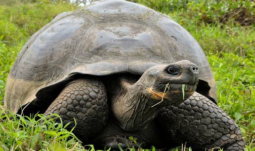 FOTO Vremeplov prirode: Evo koje to životinje najduže žive