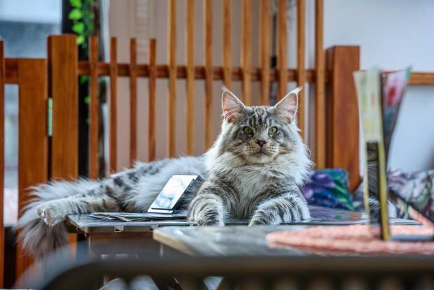 Zagreb: Emilija i Amer Alaydi otvorili su kafić Animal caffe