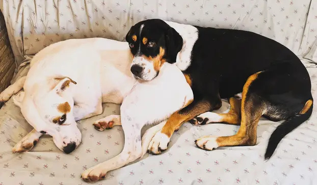 SUPER FOTKE vaših ljubimaca! Neki bi mogli biti viralni hit, ali svi su jednostavno neodoljivi