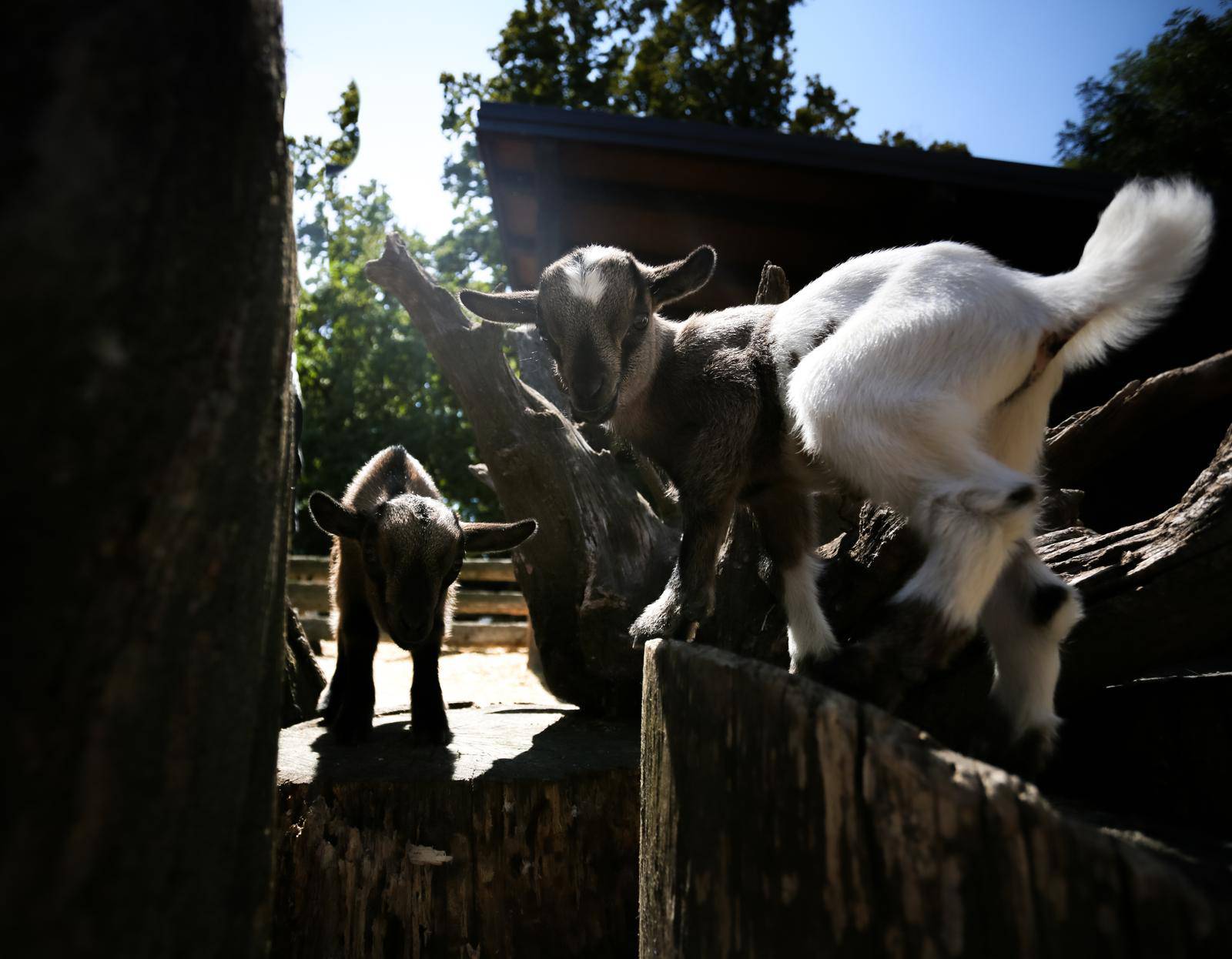 Zoološki vrt u Zagrebu stigle dvije prinove patuljastih kozlića