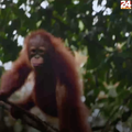 Šumska škola: Mali orangutani uče vještine preživljavanja prije nego što se zapute u divljinu