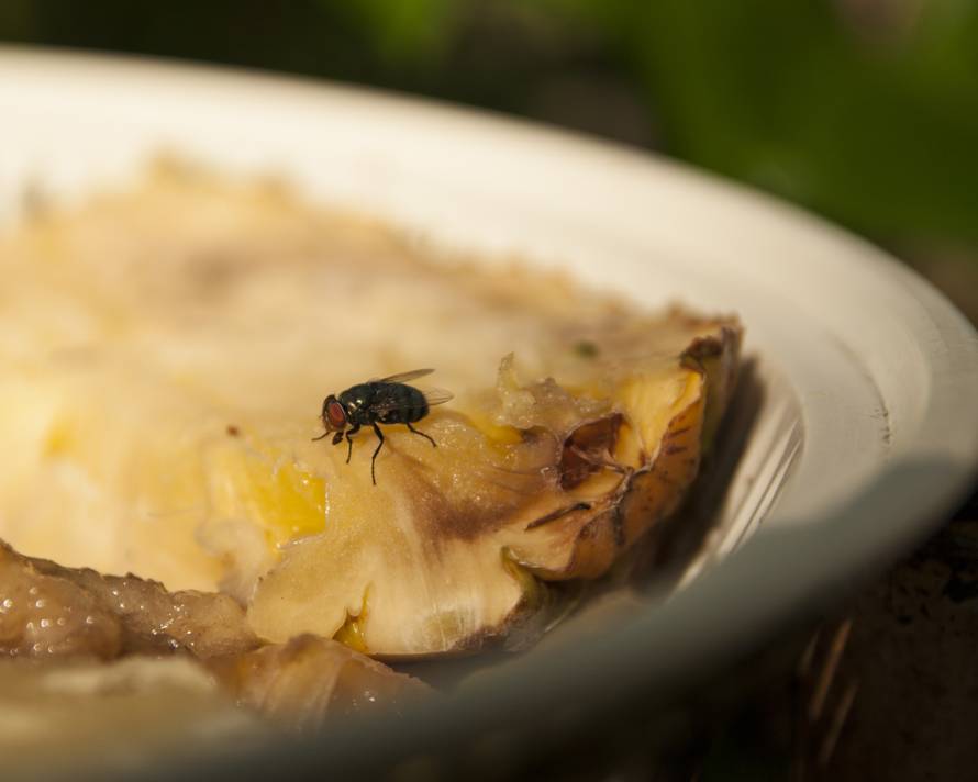 Nikada ne jedite hranu po kojoj je prošetala muha - evo zašto