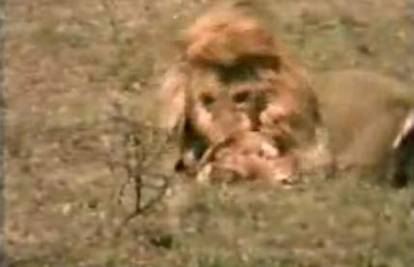 Šokantno: Razjareni lav zaklao svoje mladunce