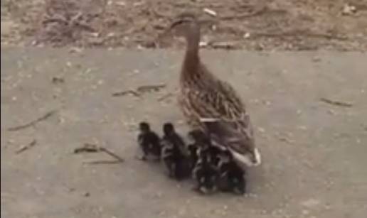 Gradska frajla: Mama patka s pačićima šetala Remetincem