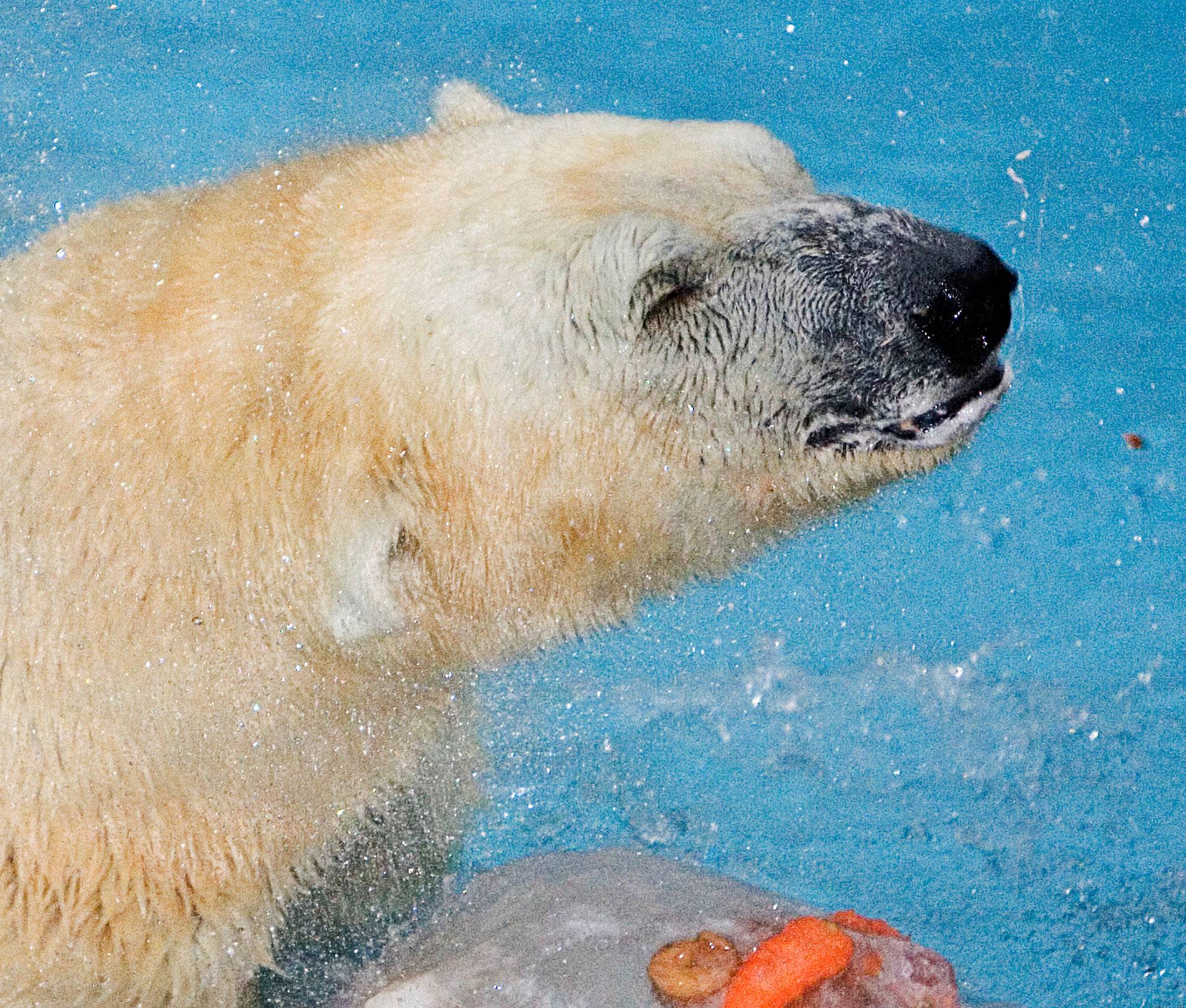 FILE PHOTO - Inuka, the first polar bear born in the Singapore Zoo and the tropics, eats his birthday carrot ice cake during his birthday celebration at the Singapore Zoo