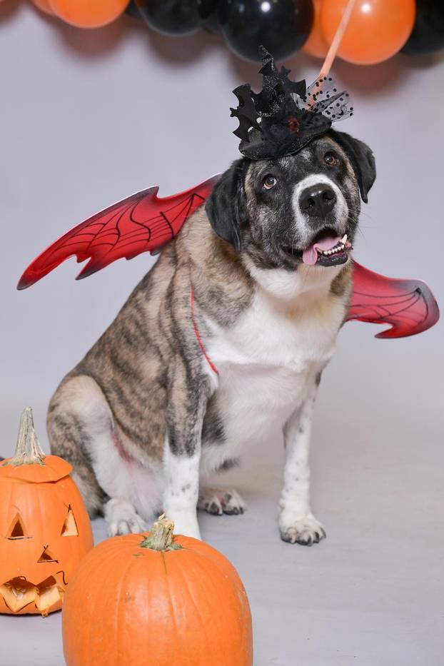 Sklonište u Dumovcu poziva na posebno jesensko udomljavanje pasa i mačaka