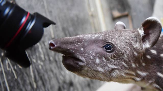 14-day-old South American tapir presented