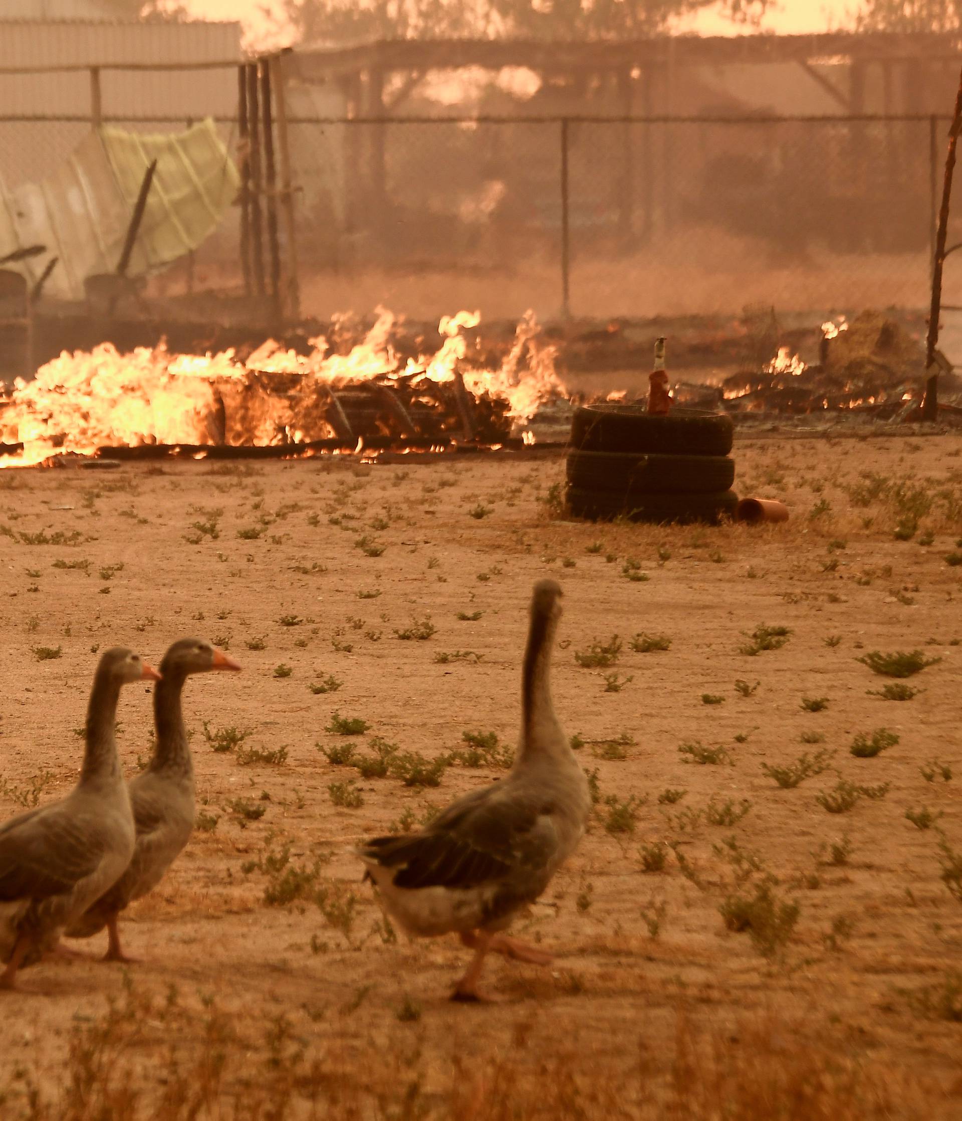 Geese walk past a chicken coop that burned with animals inside at the so-called Bluecut Fire in San Bernardino County, California