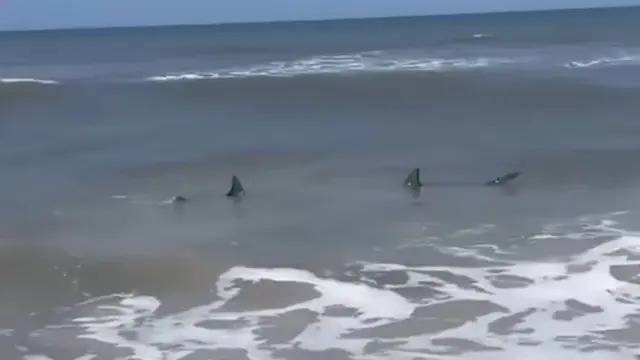 Dramatična snimka: Morski psi doplivali do samog plićaka gdje su se djeca igrala u moru