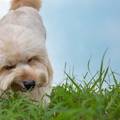 Zašto pas jede travu? Razloga je više, može ukazati na bolest