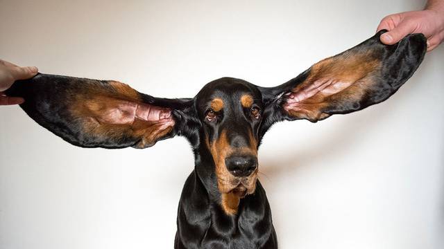 Udomila ju je zbog dugih ušiju, a sad je u Guinnessovoj knjizi rekorda: 'Volite ih kakvi jesu'