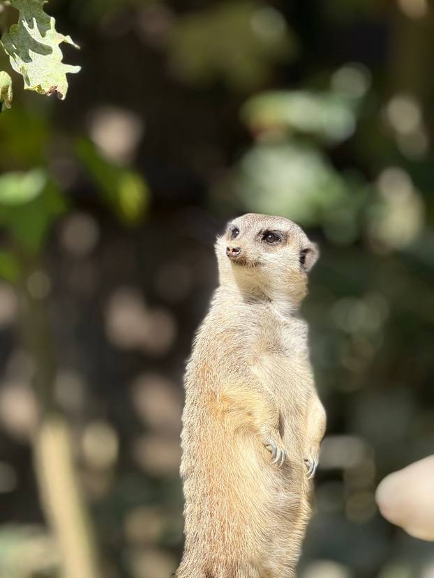 FOTO Tko nam je to stigao? Zoo u Zagrebu ima nove stanovnike: Pogledajte tri slatka merkata