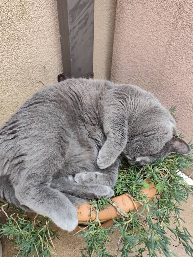 SUPER FOTKE vaših ljubimaca! Neki bi mogli biti viralni hit, ali svi su jednostavno neodoljivi