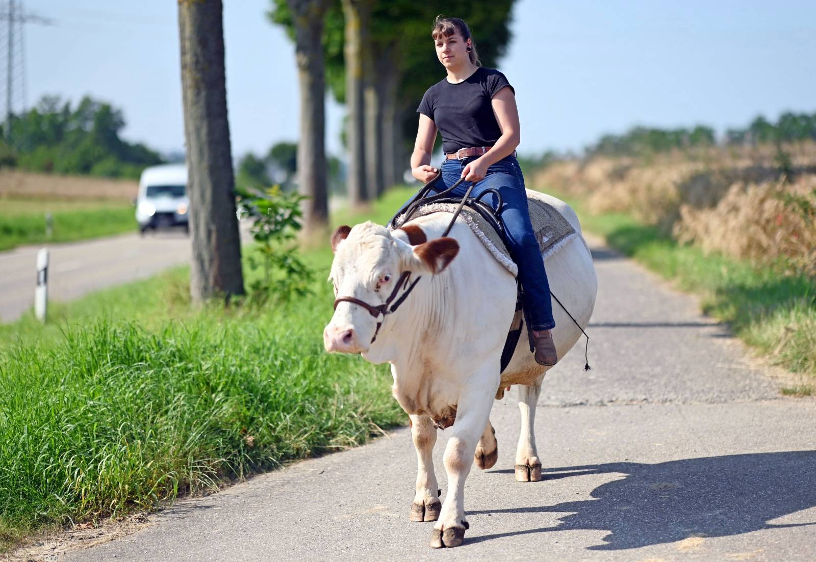 Mounted cow