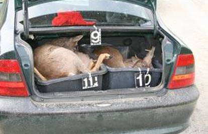 Snajperom pobili pet srna i strpali ih u prtljažnik auta