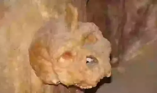 Misteriozna 'jednorog' lubanja zbunila znanstvenike: Nije ni od neandertalca ni Homo sapiensa!