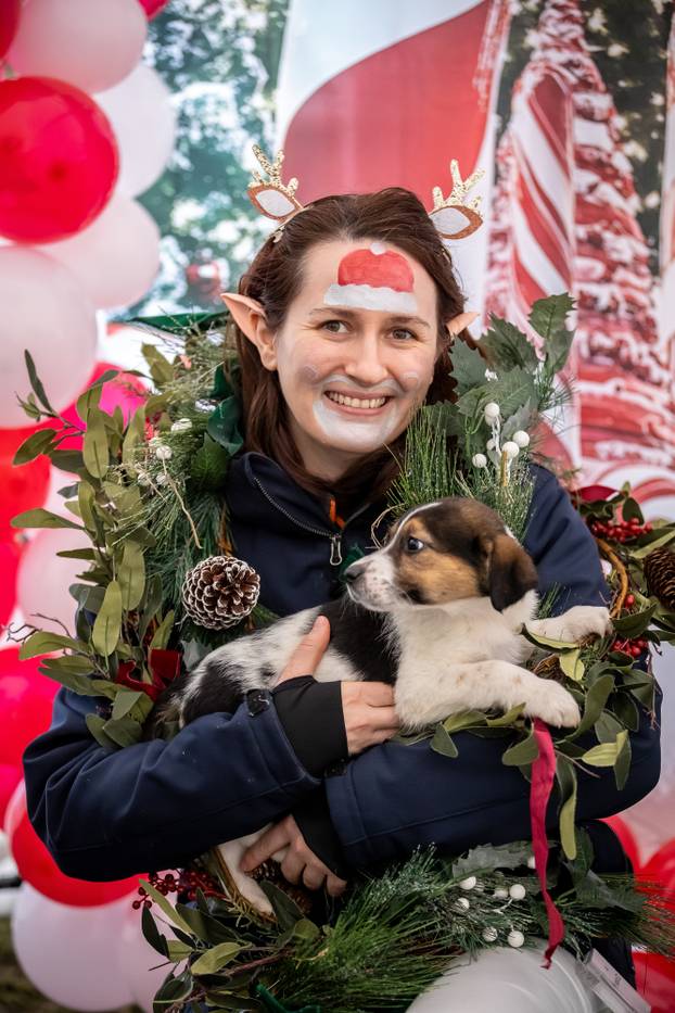 I psići vole advent: Preslatke fotke štenaca koji traže dom