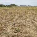 Virovitica: Zbog suše u županiji proglašena prirodna nepogoda