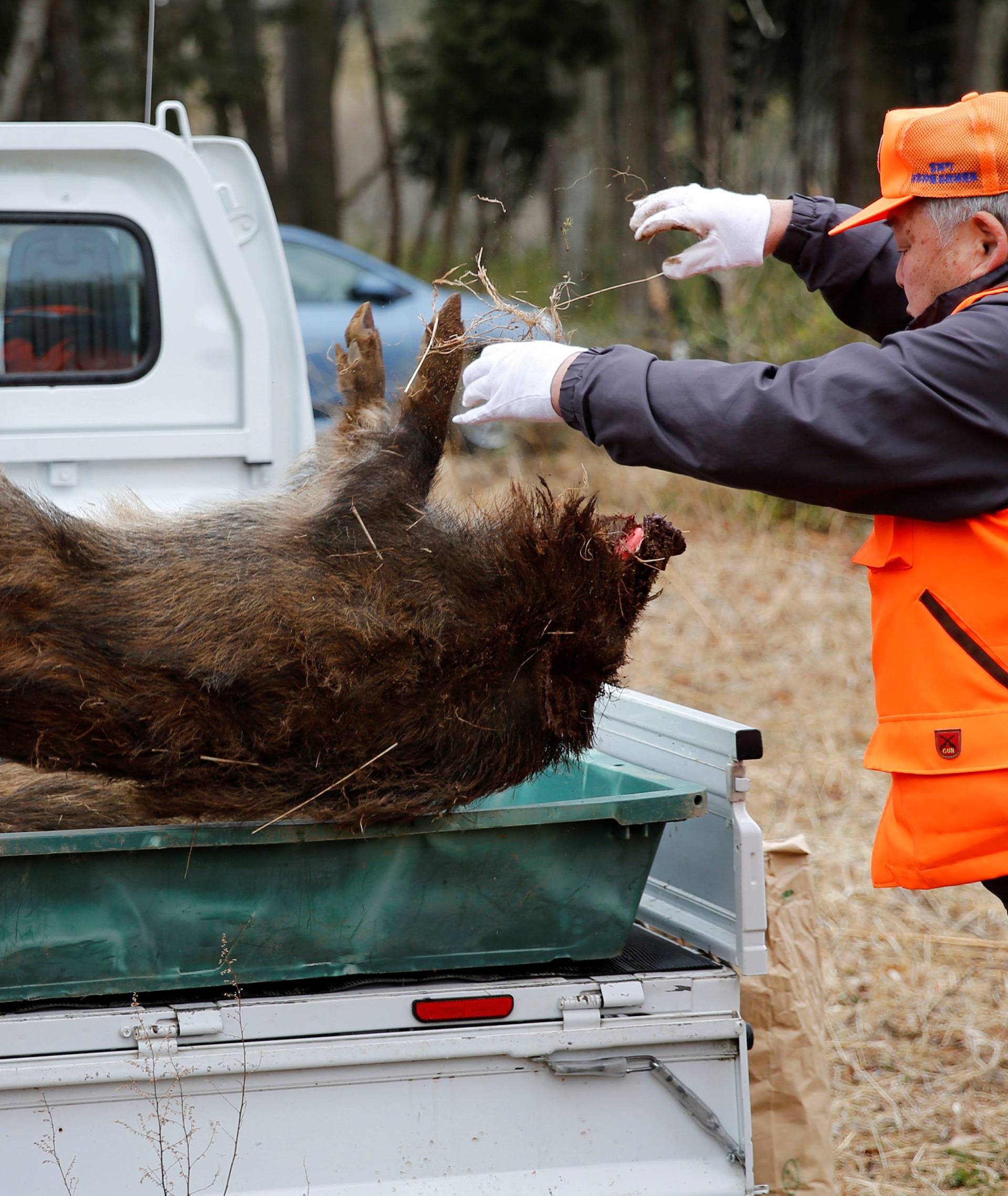 Members of Tomioka Town's animal control hunters group carry a wild boar which killed by a pellet gun in a booby trap, at a residential area in an evacuation zone near TEPCO's tsunami-crippled Fukushima Daiichi nuclear power plant in Tomioka town