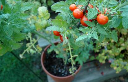 Rajčica će najbolje rasti na balkonu ili dasci prozora