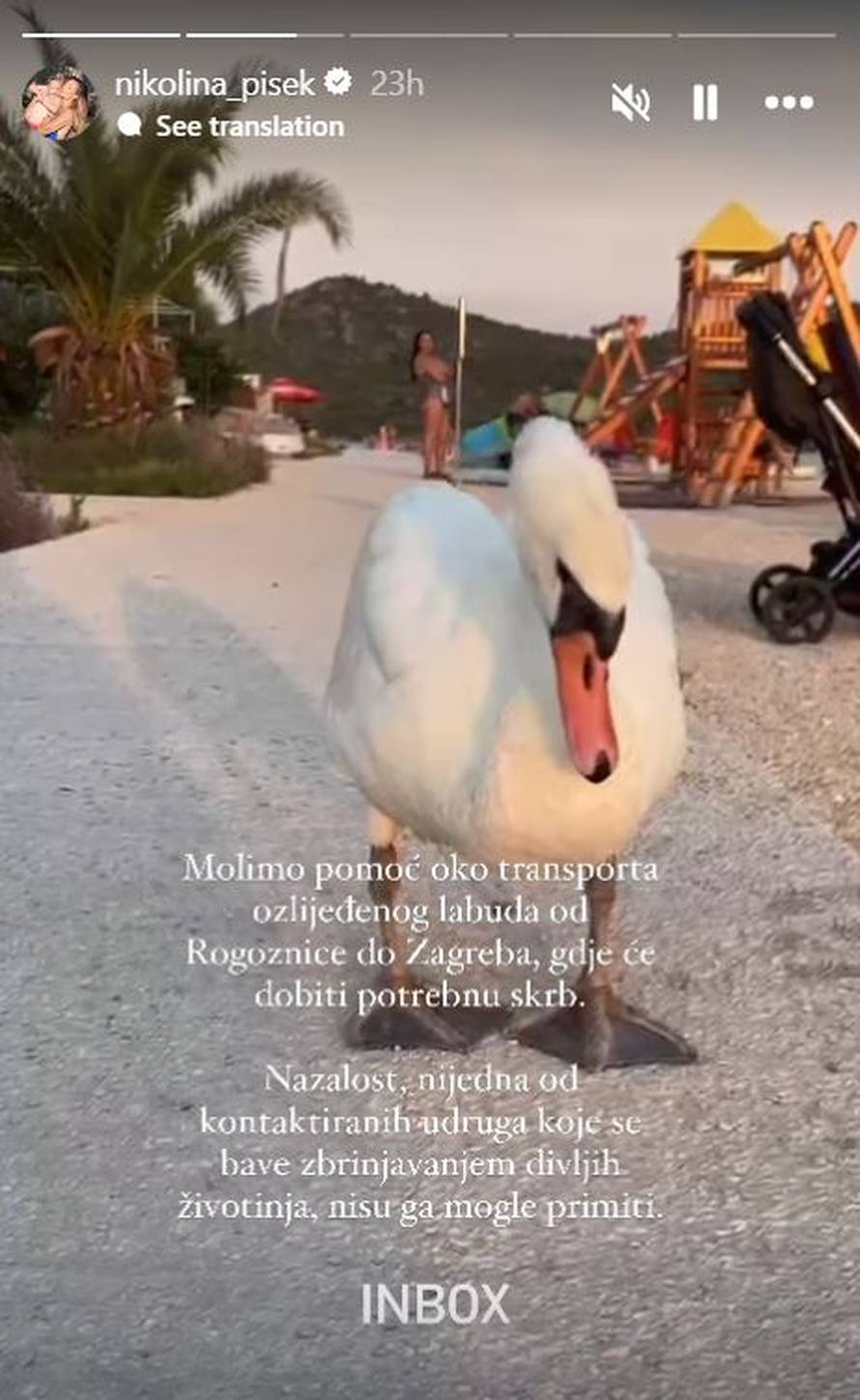 Nikolina Pišek moli za pomoć oko ozlijeđenog labuda: 'Teško se kreće, slomljen mu je rep'